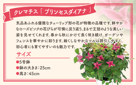先行予約 母の日 クレマチス プリンセスダイアナ 5号鉢 ラッピング 福島県 田村市