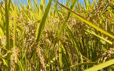 JAS有機米 にじのきらめき 白米 10kg 令和7年産 | みさき未来