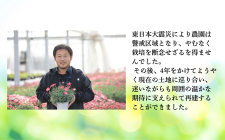 【先行予約】クレマチス テッセン 5号鉢 花ギフト 根本園芸 | 福島県 南相馬市 農林水産大臣賞