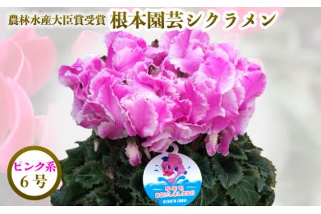 先行予約】根本園芸 シクラメン 【6号】鉢花 鉢植え ピンク系 ガーデン