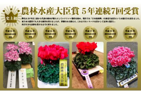 先行予約】根本園芸 シクラメン 【6号】鉢花 鉢植え ピンク系 ガーデン