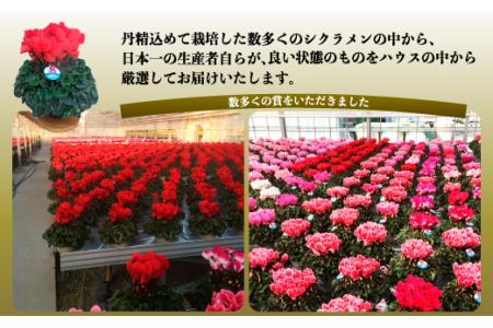 先行予約】根本園芸 シクラメン 【6号】鉢花 鉢植え ピンク系 ガーデン