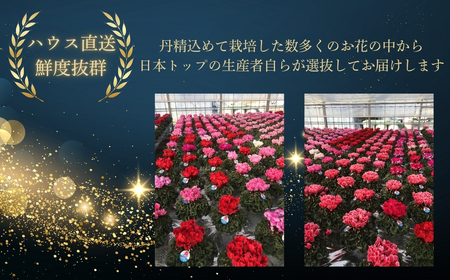 【先行予約】シクラメン 色 おまかせ 6号鉢 根本園芸 花ギフト | シクラメン 農林水産大臣賞