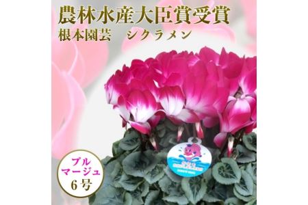 【先行予約】根本園芸 シクラメン 【6号】 鉢花 鉢植え ﾌﾟﾙﾏｰｼﾞｭ　 ガーデンシクラメン 花 ギフト 農林水産大臣賞受賞【1002101】