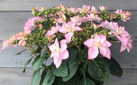 先行予約 母の日 花ギフト 四季咲きで楽しめる贈り物 あじさい マカナ ピンク系 福島県南相馬市 ふるさと納税サイト ふるなび