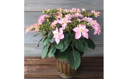 先行予約 母の日 花ギフト 四季咲きで楽しめる贈り物 あじさい マカナ ピンク系 福島県南相馬市 ふるさと納税サイト ふるなび