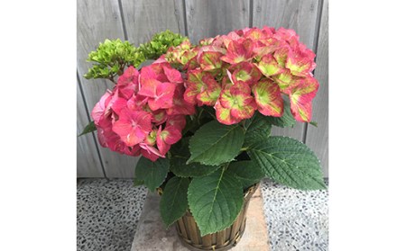 【先行予約】アジサイ マスカレード(変色・緑から赤) 5号鉢 根本園芸 | アジサイ