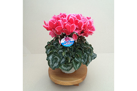 【先行予約】シクラメン リップスオレンジ 6号鉢 花ギフト 根本園芸 | シクラメン