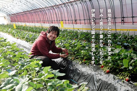 【数量限定】伊賀いちご園のおまかせ 560g(280g×2パック) | 南相馬市 ふくはる香 ゆうやけベリー