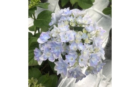 【先行予約】アジサイ 空海 (ブルー系) 5号鉢 根本園芸 | アジサイ 農林水産大臣賞