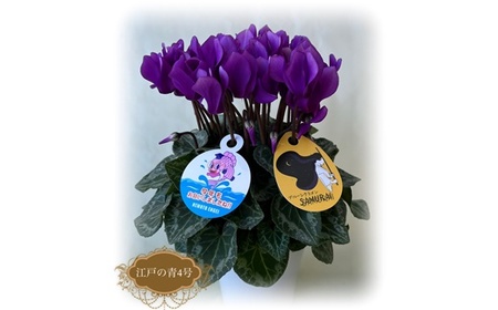 【先行予約】シクラメン 江戸の青 ブルー 4号 根本園芸 | シクラメン 農林水産大臣賞