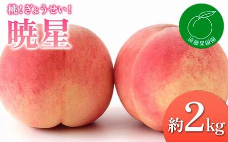 【2026年出荷分先行予約】福島県産 暁星 約2kg (5～9玉) 遠藤果樹園 ぎょうせい 伊達の桃 桃 小玉 フルーツ 果物 もも モモ momo F20C-832