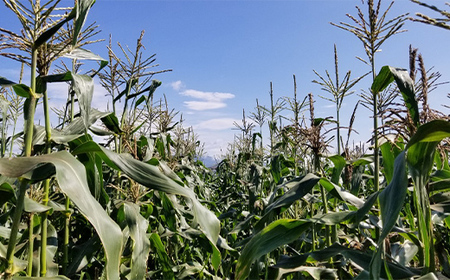 極上の甘さ！ とうもろこし 「おおもの」 10本（約3.5kg） F20C-933