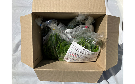 ツルムラサキの仲間のネバネバ野菜！ミネラル豊富なゲンキナ（R）（オカワカメ） 1kg F20C-948