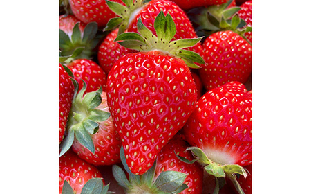 【ご褒美いちご】「ゆうやけベリー」「とちおとめ」の食べ比べセット 約280g×2パック F20C-987