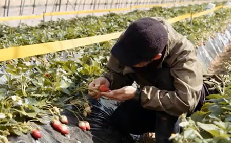 【ご褒美いちご】「ゆうやけベリー」「とちおとめ」の食べ比べセット 約280g×2パック F20C-987