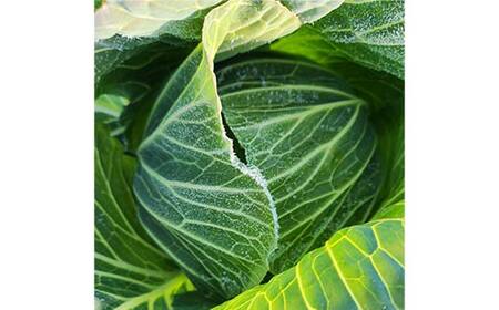 甘い柔らかい！冬採りキャベツ！ 4玉 (約5kg) F21C-117