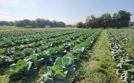 甘い柔らかい！冬採りキャベツ！ 4玉 (約5kg) F21C-117