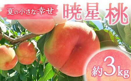 【2026年出荷分先行予約】福島県産 暁星 約3kg (9～12玉) 福島の桃農家ペシェエラ 夏の小さな幸せ 伊達の桃 桃 フルーツ 果物 もも モモ momo  F21C-070