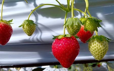 完熟いちご ほしうらら 約600g いちご イチゴ 苺 デザート フルーツ