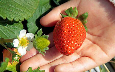 <先行予約>福島県 伊達市産 いちご (とちおとめ3L~Lサイズ)4パック F20C-133