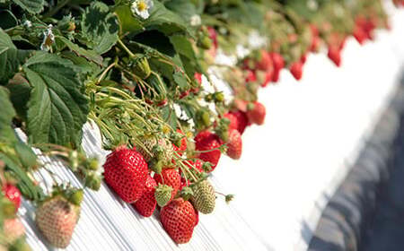 <先行予約>福島県 伊達市産 いちご (とちおとめ3L~Lサイズ)4パック F20C-133