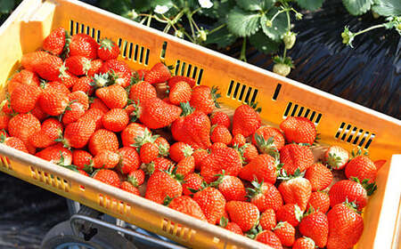 <先行予約>福島県 伊達市産 いちご (とちおとめ3L~Lサイズ)4パック F20C-133