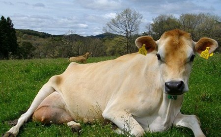 【ジャージー牛乳使用】まきばのジャージーアイス 500ml×4 (ミルク・チョコチップ・塩ミルク・季節のアイス) 福島県 伊達市 東北  アイスクリーム 濃厚 F20C-147