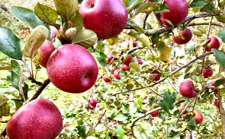 【数量限定】りんご 贈答用 べにこはく1.5kg（4～8個） リンゴ 林檎 フルーツ 果物 F20C-627