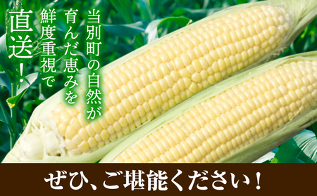[1.12-359]【2026年先行予約】照之家商店 鮮度抜群とうもろこし10本 | とうもろこし トウモロコシ 北海道とうもろこし 朝採れとうもろこし 産地直送とうもろこし 北海道産とうもろこし