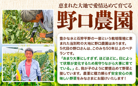 [1.2-84] 北海道メロン（赤肉・青肉）計2玉 【2026年先行予約】