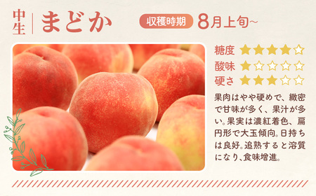 もも【まどか・2026年産先行受付】特秀1.2kg　桑折町産　JAふくしま未来　桃 ／ もも モモ 果物 フルーツ 旬 甘い 甘み ジューシー 果肉 果汁 新鮮 フレッシュ デザート おいしい 産地直送 桑折 こおり こおりまち 福島県 特産品 No.225