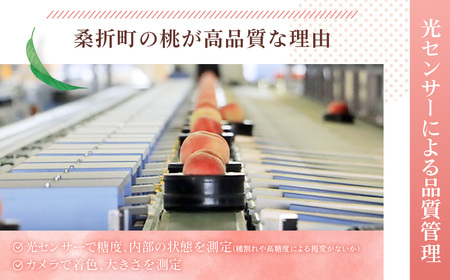 もも【2026年産7月発送／品種おまかせ／先行受付】特秀3kg（8～11玉）桑折町振興公社 ／ もも モモ 果物 フルーツ 旬 甘い 甘み ジューシー 果肉 果汁 新鮮 フレッシュ デザート おいしい 産地直送 桑折 こおり こおりまち 福島県 特産品 No.232