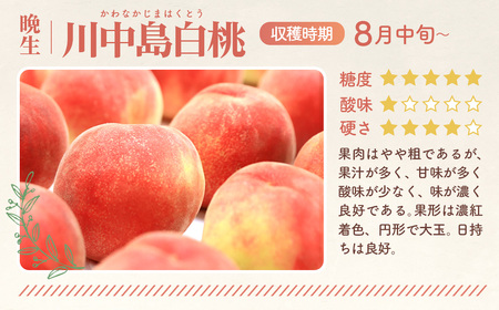 もも【川中島白桃・2026年産先行受付】特秀 5kg 桑折町産 JAふくしま未来 桃 / もも モモ 果物 フルーツ 旬 甘い 甘み ジューシー 果肉 果汁 新鮮 フレッシュ デザート おいしい 産地直送 桑折 こおり こおりまち 福島県 特産品 No.100