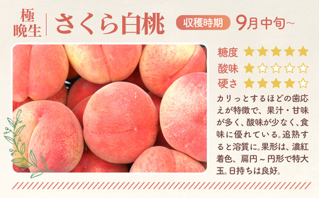 もも【さくら白桃・2026年産先行受付】特秀　3kg　桑折町産　JAふくしま未来　桃 ／ 桃 モモ 果物 くだもの フルーツ 甘味 果汁 ジューシー 桑折 こおり こおりまち 福島県 特産品 ／ もも モモ 果物 フルーツ 旬 甘い 甘み ジューシー 果肉 果汁 新鮮 フレッシュ デザート おいしい 産地直送 桑折 こおり こおりまち 福島県 特産品 No.171