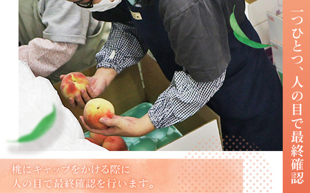 もも【まどか・2026年産先行受付】特秀3kg（9～11玉）桑折町振興公社 ／ もも モモ 果物 フルーツ 旬 甘い 甘み ジューシー 果肉 果汁 新鮮 フレッシュ デザート おいしい 産地直送 桑折 こおり こおりまち 福島県 特産品 No.183