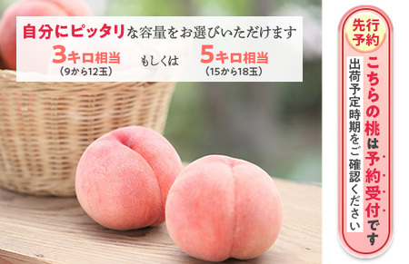 透過式光センサー川中島白桃 特秀3kg相当 9玉～11玉＜ ふくしま未来農業協同組合 ＞ | ふくしま 桃 福島 もも 国見 モモ ※2026年8月中旬頃より順次発送予定 ※沖縄・離島への配送不可