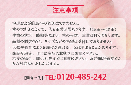 透過式光センサー川中島白桃 特秀3kg相当 9玉～11玉＜ ふくしま未来農業協同組合 ＞ | ふくしま 桃 福島 もも 国見 モモ ※2026年8月中旬頃より順次発送予定 ※沖縄・離島への配送不可