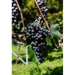 美葡萄 山ぶどうジュース 500ml×2本【1590326】