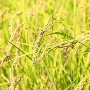 【先行予約】令和8年産 川俣町産 里山のつぶ 精米 5kg  FAF-0005