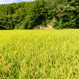 【先行予約】令和8年産 川俣町産 里山のつぶ 精米 10kg  FAF-0006