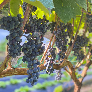 美葡萄 山ぶどうジュース 500ml×1本  FAF-0007