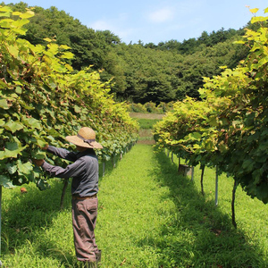 美葡萄 山ぶどうジュース 500ml×1本  FAF-0007