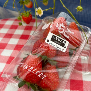スマイルファーム 大きくジューシーないちご とちおとめ 約1kg  FAF-0039