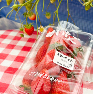 スマイルファーム 赤く輝くいちご スターナイト 約1kg  FAF-0040