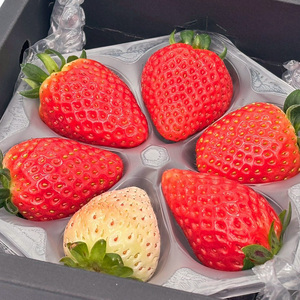 プチいちご狩り体験！大粒イチゴの宝石箱 6種類1粒ずつ  FAF-0045