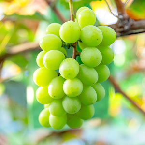 【先行予約】川俣町産 ぶどう シャインマスカット 1房 約500g以上  FAF-0065