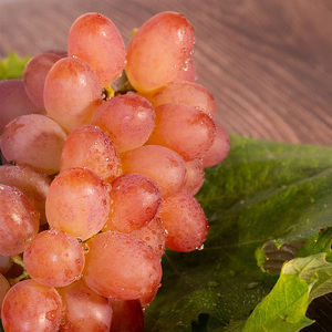 【先行予約】川俣町産 ぶどう ヌーベルローズ 1房 約500g以上  FAF-0066