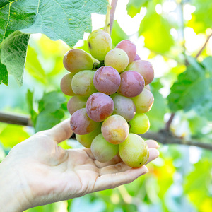 【先行予約】川俣町産 ぶどう ヌーベルローズ 1房 約500g以上  FAF-0066