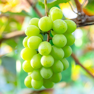 【先行予約】川俣町産 シャインマスカット 2房 約1kg以上  FAF-0061